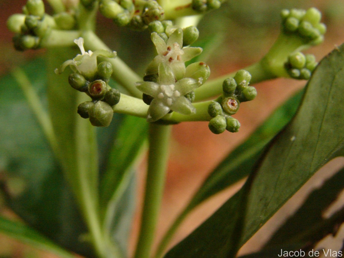 Psychotria gardneri Hook.f.